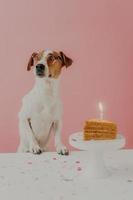 Dog birthday concept. Cute pedigree dog wears round spetacles, poses near festive cake with burning candle, enjoys party organized by owner, isolated on pink background, looks pensively away photo