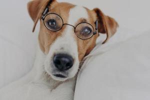 Close up shot of brown and white dog stays in bed, wears transparent round glasses and looks directly at camera. Jack russel terrier in eyewear. Intelligent pet in bedroom at home. Animals concept photo