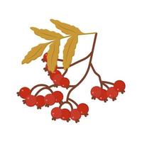 illustration of a branch with rowan berries vector