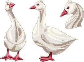 Set of hand drawn geese The breed of Roman Goose vector