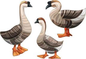 Set of hand drawn geese The breed of African Goose vector