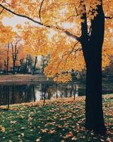 Vertical shot of beautiful autumn landscape of yellow tree, green grass covered with fallen leaves, tranquil river, beautiful sunshine photo