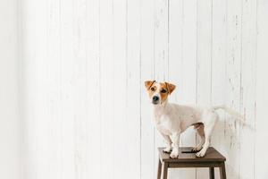 Isolated shot of cute jack russell terrier dog stands on chair, looks directly at camera, relaxes at home. Brown and white pet being trained by host photo