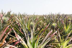 Pineapple plant field photo