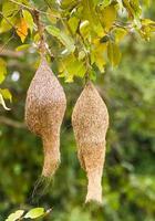 Baya weaver bird nest photo