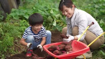 Parents and children harvesting sweet potatoes