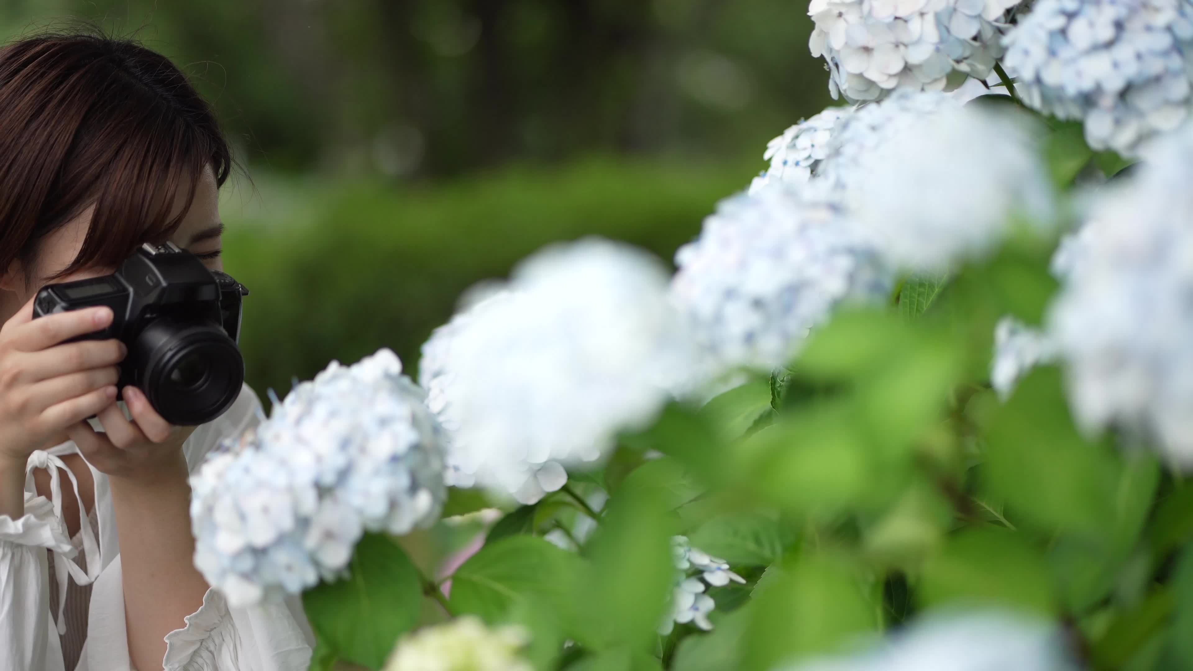 Woman shooting hydrangea 8843803 Stock Video at Vecteezy