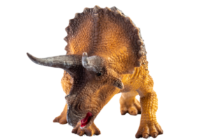 tricératops, dinosaure sur fond blanc. chemin de détourage png