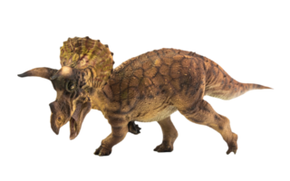 Triceratops  , dinosaur on white  background . Clipping path png