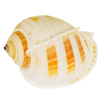 Sea shellfish isolated on white background png