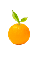 Orange fruit on white background png