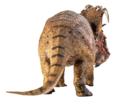 Pachyrhinosaurus, Dinosaurier auf weißem Hintergrund. png