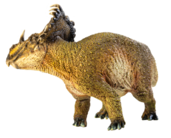 sinoceratops, dinosaure sur fond blanc. png