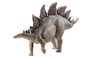 dinosaurio estegosaurio sobre fondo blanco png