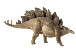 dinosaurio estegosaurio sobre fondo blanco png