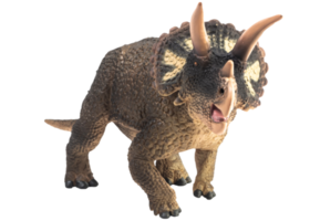 Triceratops  , dinosaur on white  background . Clipping path png