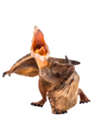 Tupuxuara Pterodactyl Dinosaur on white   background png