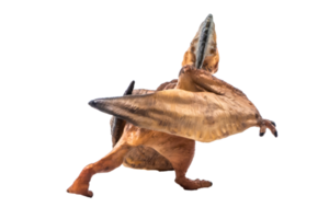 dinosaurio pterodáctilo tupuxuara sobre fondo blanco png