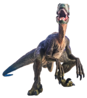 dinosaur , Velociraptor on white background . png