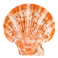 coquillages de mer isolé sur fond blanc png