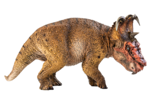 pachyrhinosaurus, dinosaurio sobre fondo blanco. png