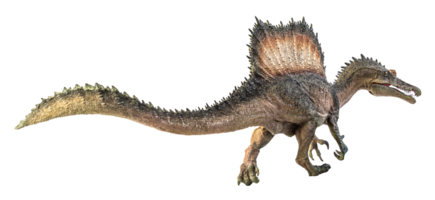 Spinosaurus , dinosaur on white background . png