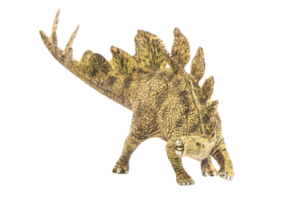 Stegosaurus , dinosaur on white background . png