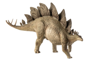 Stegosaurus Dinosaur on white background png