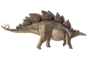 dinosaure stegosaurus sur fond blanc png