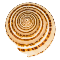 Sea shellfish isolated on white background png