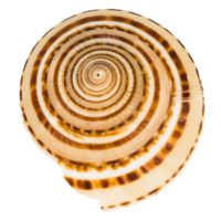 Meeresmuscheln isoliert auf weißem Hintergrund png