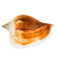 coquillages de mer isolé sur fond blanc png