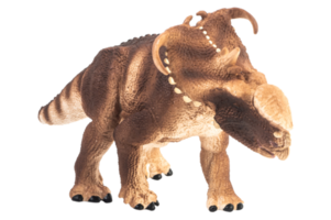 Pachyrhinosaurus, Dinosaurier auf weißem Hintergrund. png