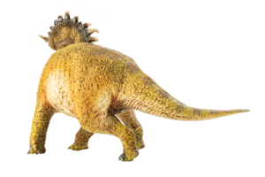 sinoceratops, dinosaurio sobre fondo blanco. png