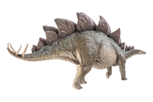 dinosaure stegosaurus sur fond blanc png