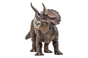 triceratops, dinosaurio sobre fondo blanco. trazado de recorte png