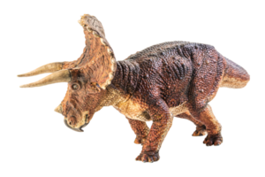 triceratops, dinosaurio sobre fondo blanco. trazado de recorte png