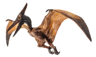 Pteranodon Pterodaktylus Dinosaurier auf weißem Hintergrund png