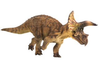 triceratops, dinosaurio sobre fondo blanco. trazado de recorte png