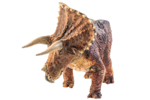 triceratops, dinosaurio sobre fondo blanco. trazado de recorte png