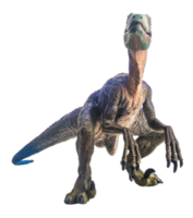 dinosaurie, velociraptor på vit bakgrund. png