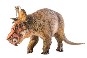 Pachyrhinosaurus, Dinosaurier auf weißem Hintergrund. png