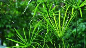 piove sul papiro foglie di piante foresta pluviale tropicale