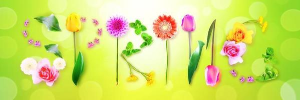 Flowers and herbs with word spring. Creative floral composition. photo