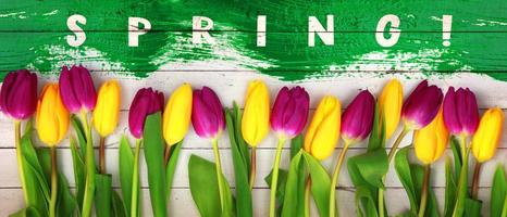 Beautiful tulips. Spring nature background for web banner and card design. photo