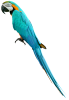 Macaws bird isolated on white background with clipping path. png