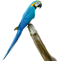 Macaws bird isolated on white background with clipping path. png