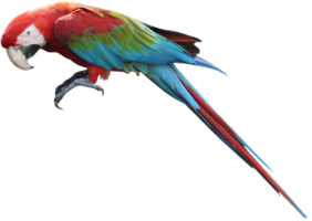 Macaws bird isolated on white background with clipping path. png