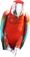 pájaro guacamayo aislado sobre fondo blanco con trazado de recorte. png