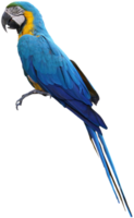 Macaws bird isolated on white background with clipping path. png